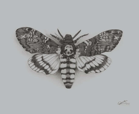 “Death’s Head Hawk Moth”, Graphite, 2021